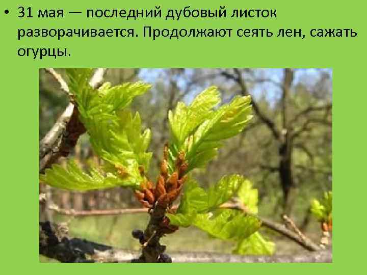  • 31 мая — последний дубовый листок разворачивается. Продолжают сеять лен, сажать огурцы.