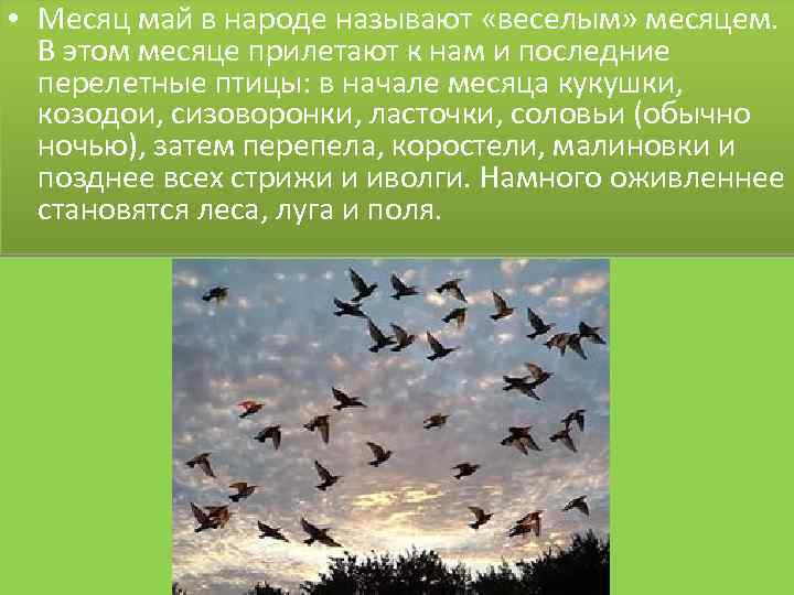  • Месяц май в народе называют «веселым» месяцем. В этом месяце прилетают к