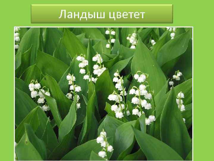 Ландыш цветет 