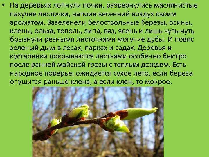  • На деревьях лопнули почки, развернулись маслянистые пахучие листочки, напоив весенний воздух своим