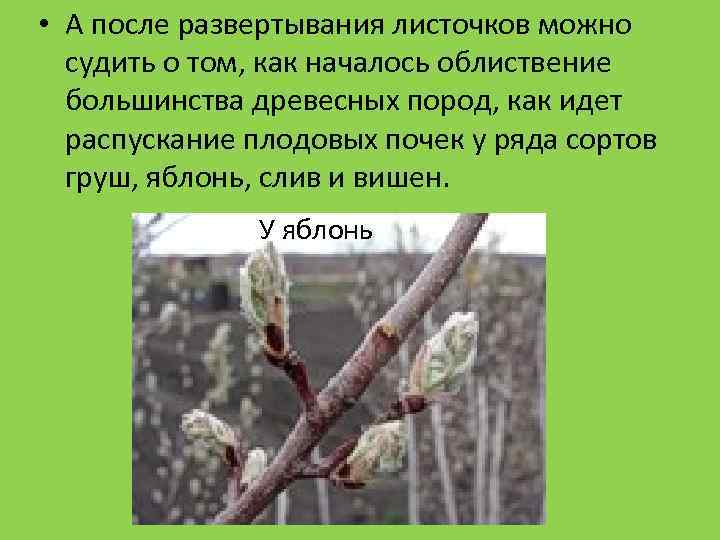  • А после развертывания листочков можно судить о том, как началось облиствение большинства
