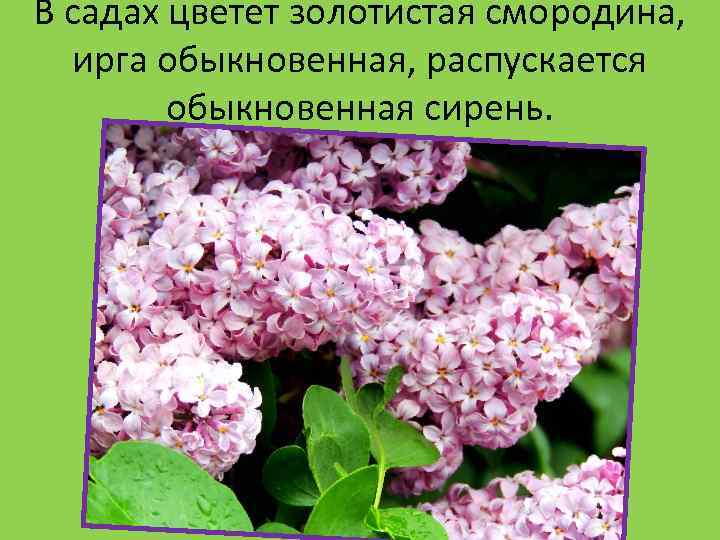 В садах цветет золотистая смородина, ирга обыкновенная, распускается обыкновенная сирень. 