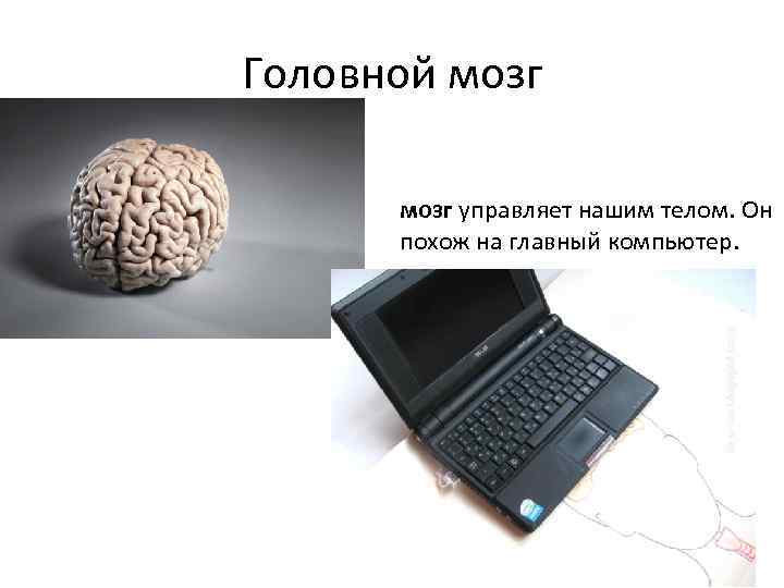 Головной мозг управляет нашим телом. Он похож на главный компьютер. 