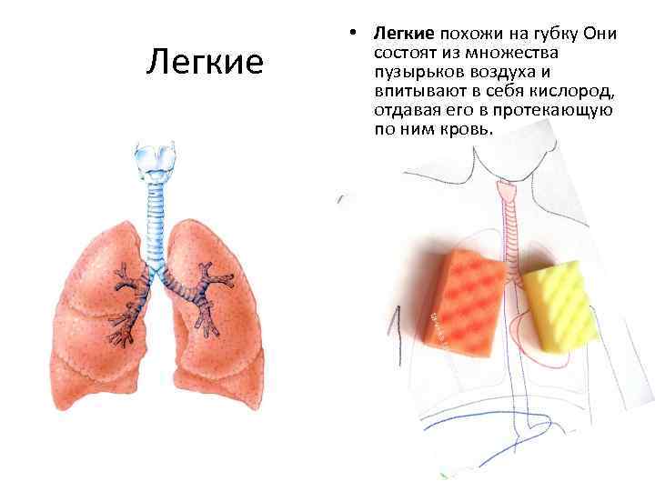 Легкие • Легкие похожи на губку Они состоят из множества пузырьков воздуха и впитывают