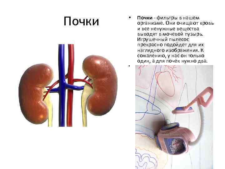 Почки • • Почки - фильтры в нашем организме. Они очищают кровь и все