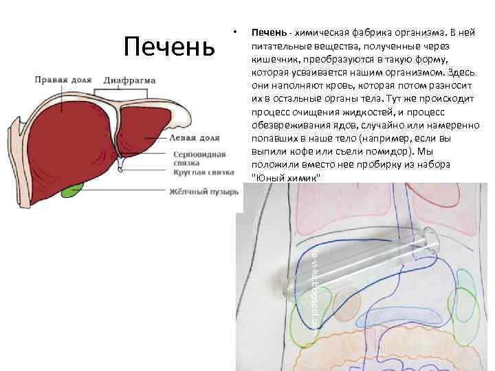 Печень • Печень - химическая фабрика организма. В ней питательные вещества, полученные через кишечник,