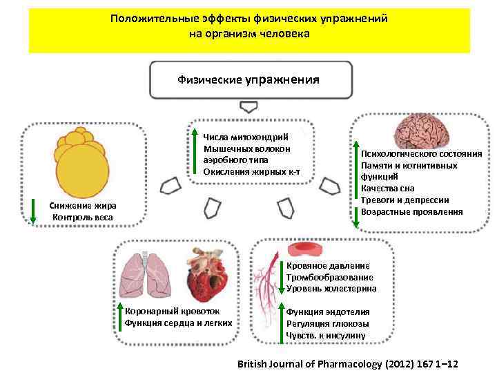 Положительные эффекты физических упражнений на организм человека Физические упражнения Числа митохондрий Мышечных волокон аэробного