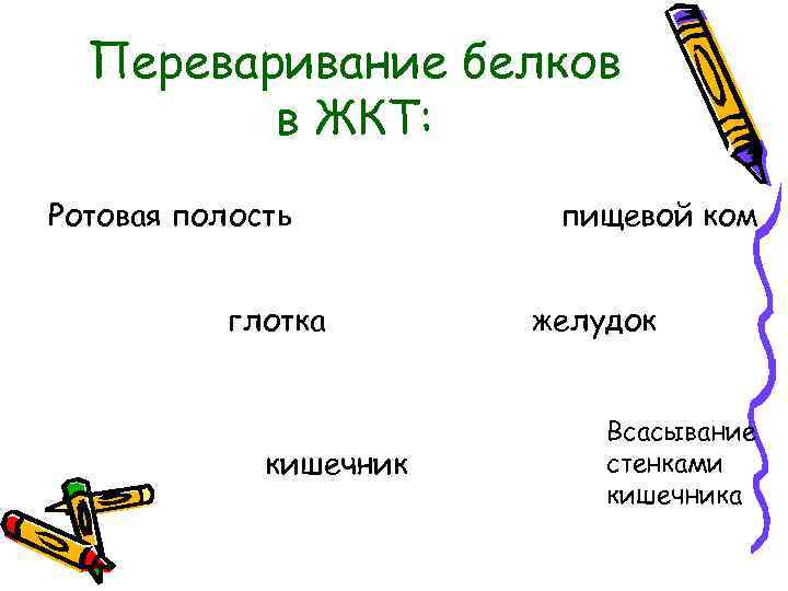 Переваривание белков в ЖКТ: Ротовая полость глотка кишечник пищевой ком желудок Всасывание стенками кишечника