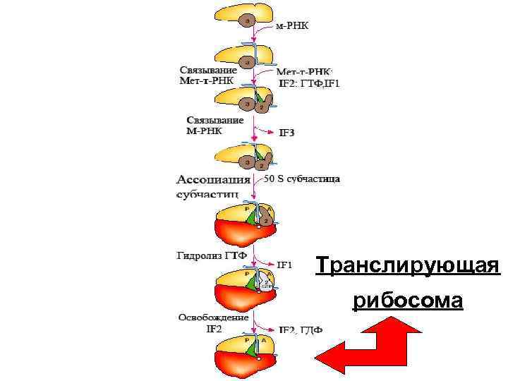 Транслирующая рибосома 