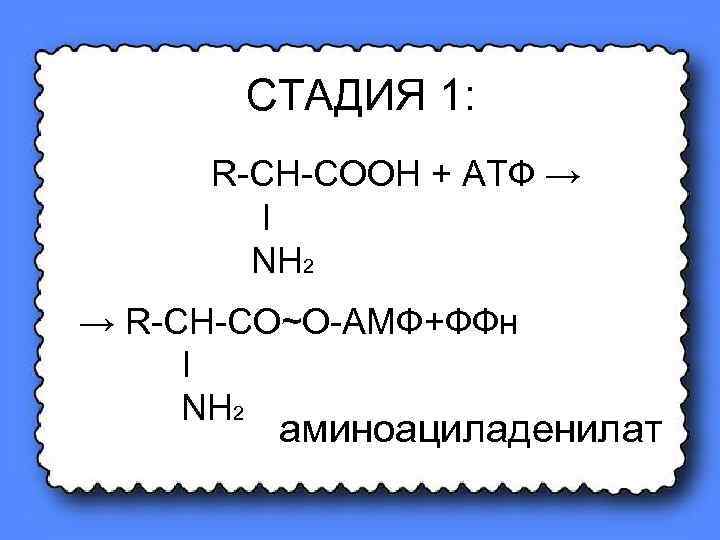 СТАДИЯ 1: R-CH-COOH + АТФ → Ι NH 2 → R-CH-CO~O-AMФ+ФФн Ι NH 2