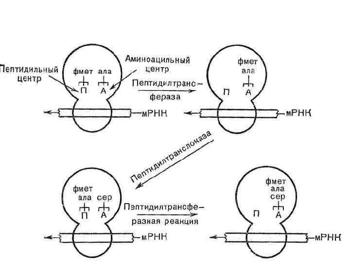 Механизм элонгации 