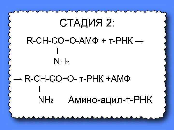 СТАДИЯ 2: R-CH-CO~O-AMФ + т-РНК → Ι NH 2 → R-CH-CO~O- т-РНК +АМФ Ι