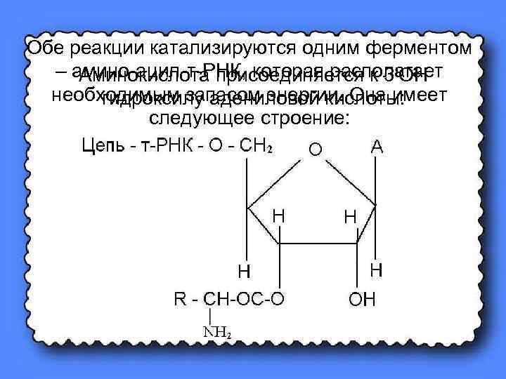 Обе реакции катализируются одним ферментом – амино-ацил-т-РНК, которая располагает Аминокислота присоединяется к 3'ОН необходимым