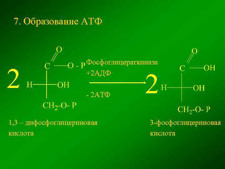 7. Образование АТФ 2 Фосфоглицераткиназа +2 АДФ - 2 АТФ 1, 3 – дифосфоглицериновая