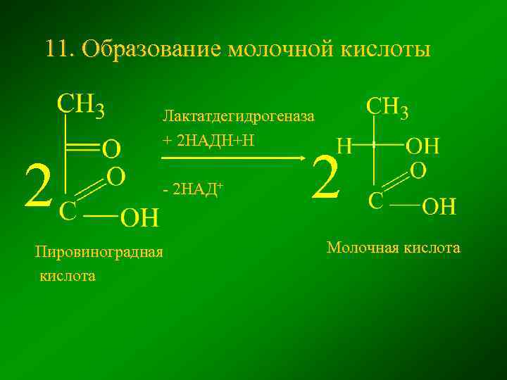 11. Образование молочной кислоты 2 Лактатдегидрогеназа + 2 НАДН+Н - 2 НАД+ Пировиноградная кислота
