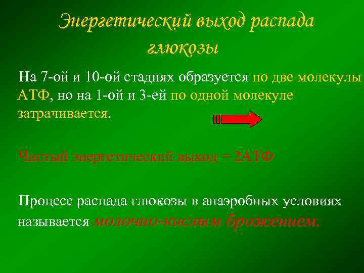 Энергетический выход распада глюкозы На 7 -ой и 10 -ой стадиях образуется по две