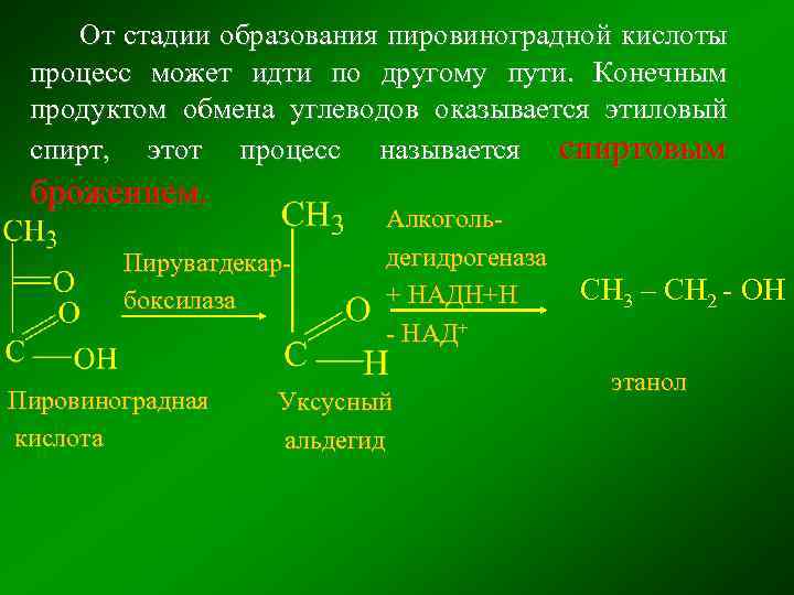 От стадии образования пировиноградной кислоты процесс может идти по другому пути. Конечным продуктом обмена