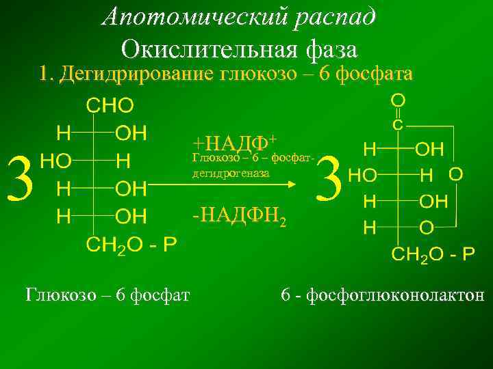 Апотомический распад Окислительная фаза 1. Дегидрирование глюкозо – 6 фосфата 3 Глюкозо – 6
