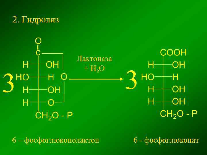 2. Гидролиз 3 Лактоназа + Н 2 О 6 – фосфоглюконолактон 3 6 -