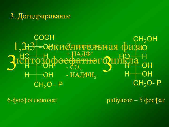 3. Дегидрирование Дегидрогеназа 1, 2, 3 - окислительная фаза + НАДФ пентозофосфатного цикла -