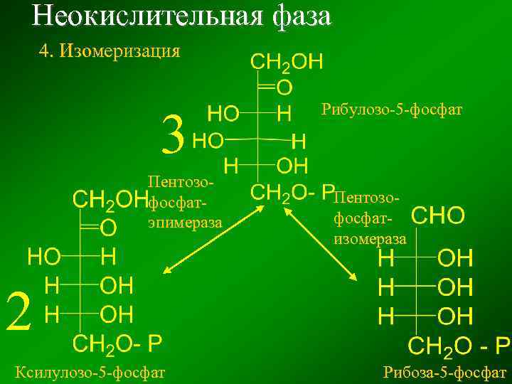 Неокислительная фаза 4. Изомеризация 3 Пентозофосфатэпимераза Рибулозо-5 -фосфат Пентозофосфатизомераза 2 Ксилулозо-5 -фосфат Рибоза-5 -фосфат