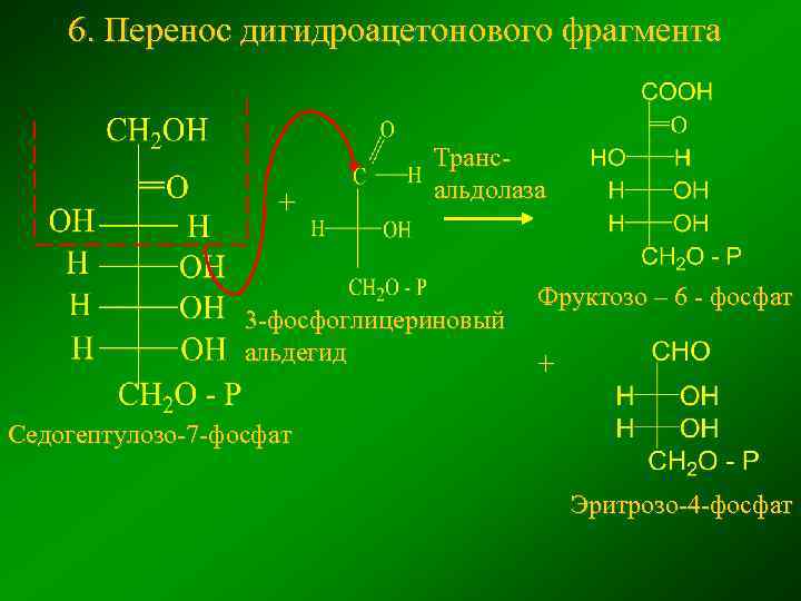 6. Перенос дигидроацетонового фрагмента + Трансальдолаза 3 -фосфоглицериновый альдегид Фруктозо – 6 - фосфат