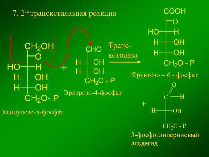 7. 2 -я транскеталазная реакция Транскетолаза + Фруктозо – 6 - фосфат Эритрозо-4 -фосфат