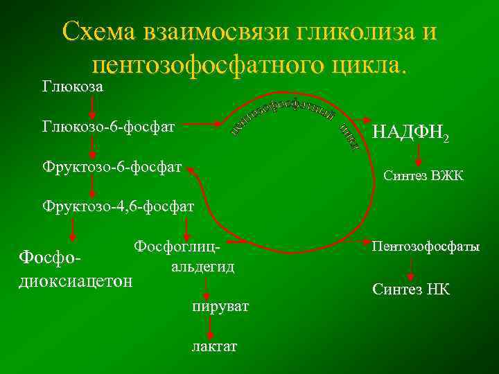 Схема взаимосвязи гликолиза и пентозофосфатного цикла. Глюкоза Глюкозо-6 -фосфат НАДФН 2 Фруктозо-6 -фосфат Синтез
