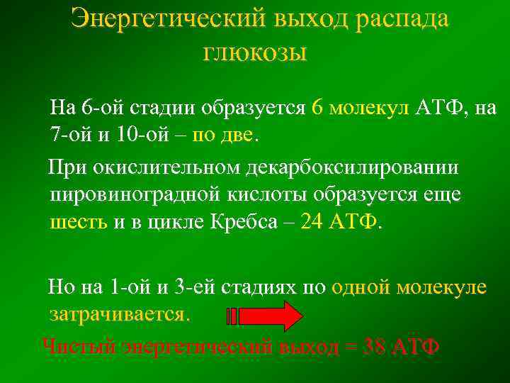 Энергетический выход распада глюкозы На 6 -ой стадии образуется 6 молекул АТФ, на 7