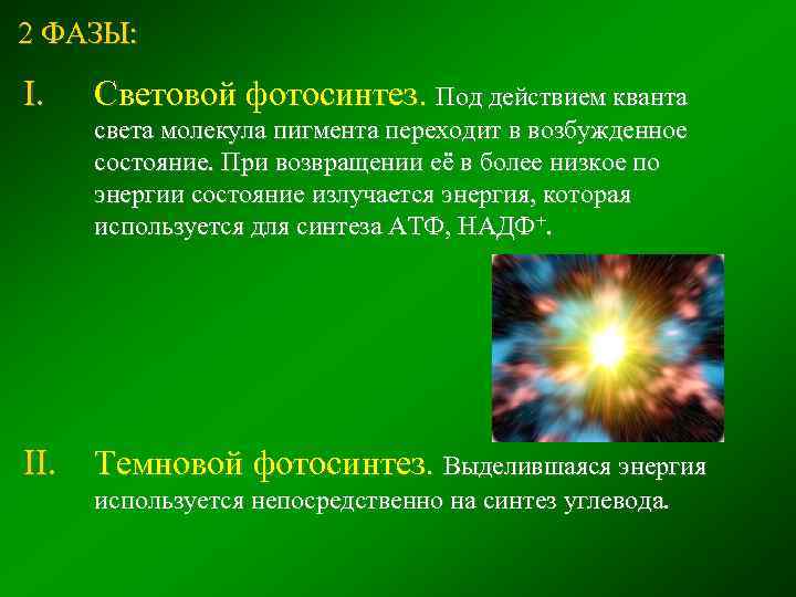 2 ФАЗЫ: I. Световой фотосинтез. Под действием кванта света молекула пигмента переходит в возбужденное