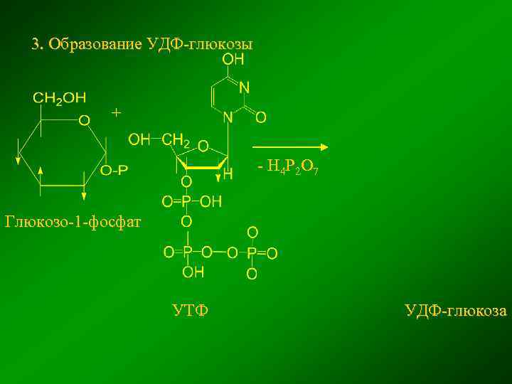 3. Образование УДФ-глюкозы + - Н 4 Р 2 О 7 Глюкозо-1 -фосфат УТФ