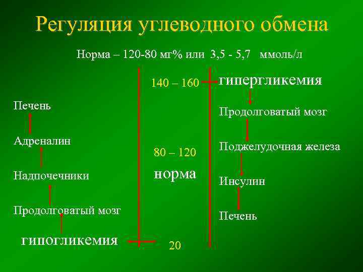 Регуляция углеводного обмена Норма – 120 -80 мг% или 3, 5 - 5, 7