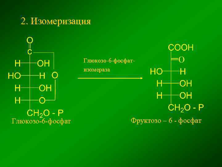2. Изомеризация Глюкозо-6 -фосфатизомераза Глюкозо-6 -фосфат Фруктозо – 6 - фосфат 