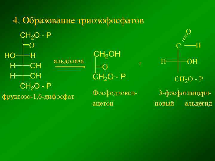 4. Образование триозофосфатов альдолаза фруктозо-1, 6 -дифосфат + Фосфодиоксиацетон 3 -фосфоглицериновый альдегид 