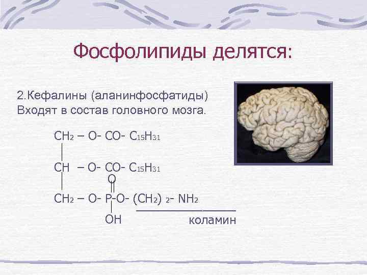 Фосфолипиды делятся: 2. Кефалины (аланинфосфатиды) Входят в состав головного мозга. CH 2 – O-