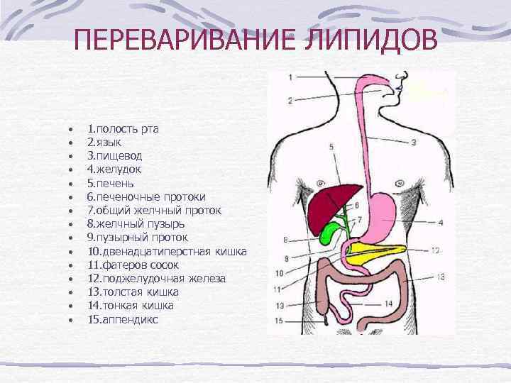 ПЕРЕВАРИВАНИЕ ЛИПИДОВ • • • • 1. полость рта 2. язык 3. пищевод 4.