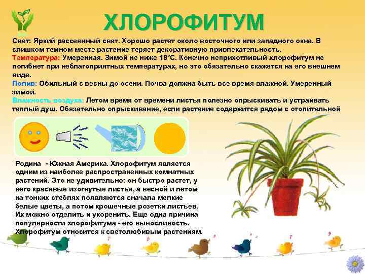 ХЛОРОФИТУМ Свет: Яркий рассеянный свет. Хорошо растет около восточного или западного окна. В слишком