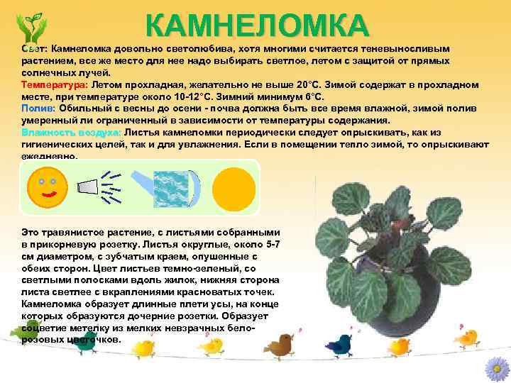 КАМНЕЛОМКА Свет: Камнеломка довольно светолюбива, хотя многими считается теневыносливым растением, все же место для