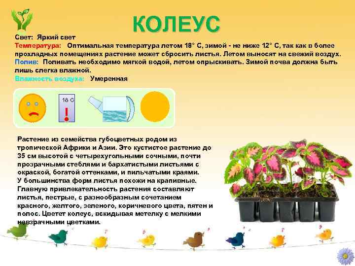КОЛЕУС Свет: Яркий свет Температура: Оптимальная температура летом 18° С, зимой - не ниже