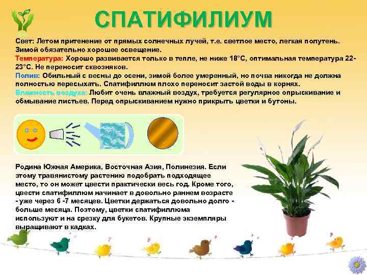 СПАТИФИЛИУМ Свет: Летом притенение от прямых солнечных лучей, т. е. светлое место, легкая полутень.