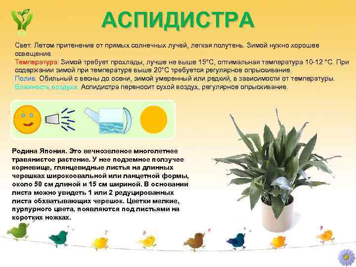 АСПИДИСТРА Свет: Летом притенение от прямых солнечных лучей, легкая полутень. Зимой нужно хорошее освещение.