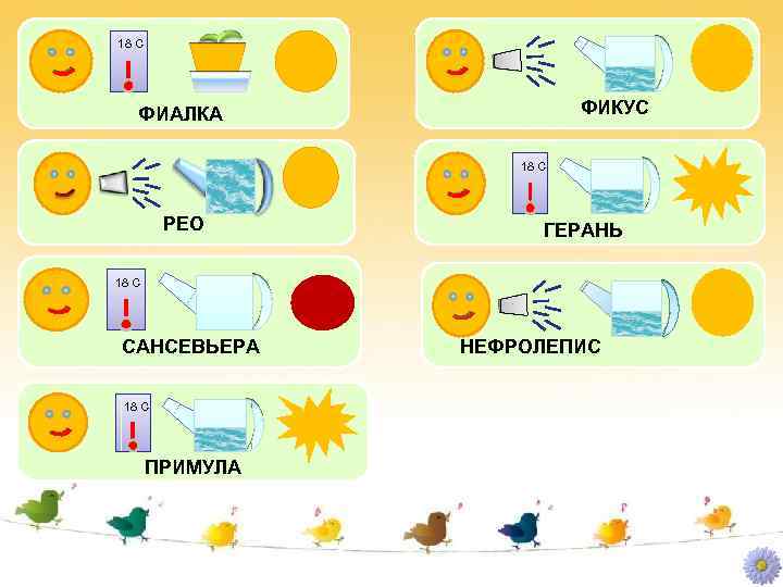 18 С ФИКУС ФИАЛКА 18 С РЕО ГЕРАНЬ 18 С САНСЕВЬЕРА 18 С ПРИМУЛА