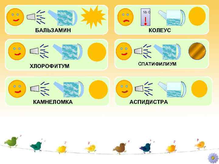 18 С БАЛЬЗАМИН ХЛОРОФИТУМ КАМНЕЛОМКА КОЛЕУС СПАТИФИЛИУМ АСПИДИСТРА 