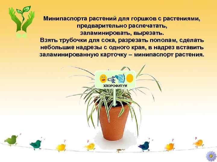 Минипаспорта растений для горшков с растениями, предварительно распечатать, заламинировать, вырезать. Взять трубочки для сока,