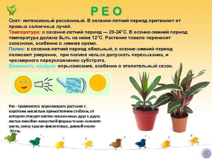 РЕО Свет: интенсивный рассеянный. В весенне-летний период притеняют от прямых солнечных лучей. Температура: в