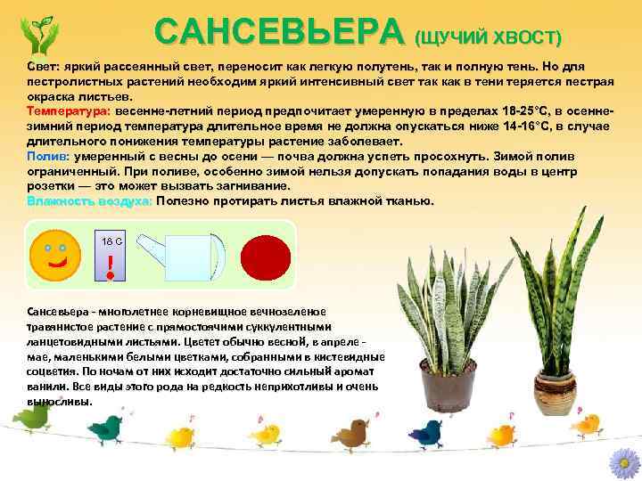 САНСЕВЬЕРА (ЩУЧИЙ ХВОСТ) Свет: яркий рассеянный свет, переносит как легкую полутень, так и полную
