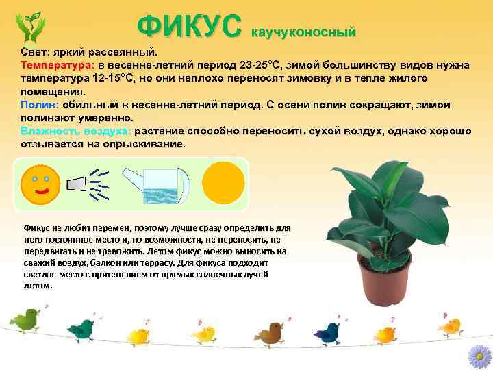 ФИКУС каучуконосный Свет: яркий рассеянный. Температура: в весенне-летний период 23 -25°C, зимой большинству видов