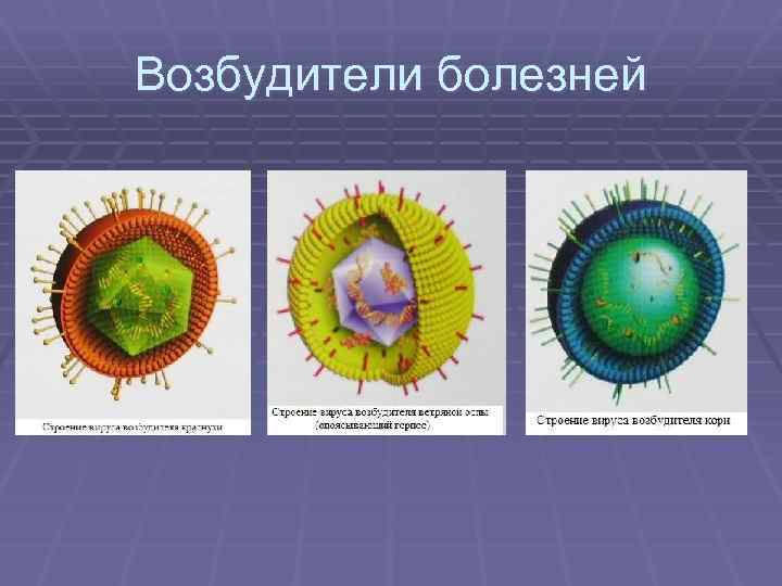 Возбудители болезней 