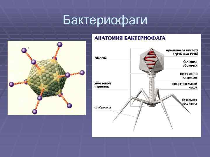 Бактериофаги 