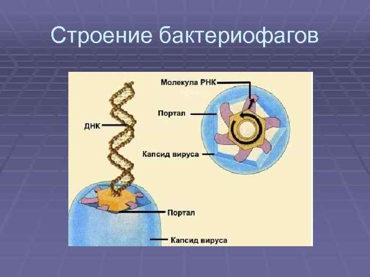 Строение бактериофагов 